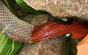 Rắn đỏ lột xác: Đổi mới và biến đổi.