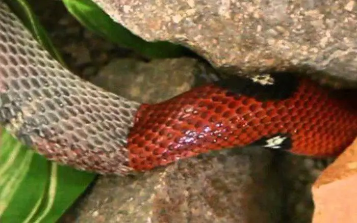 Rắn đỏ lột xác: Đổi mới và biến đổi.