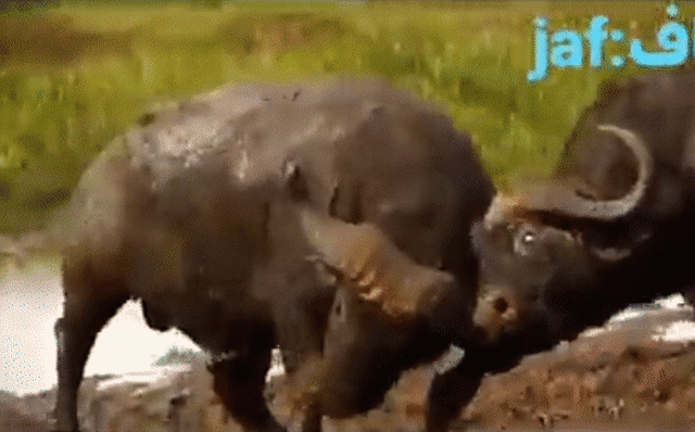 Hình ảnh trâu đang húc mạnh