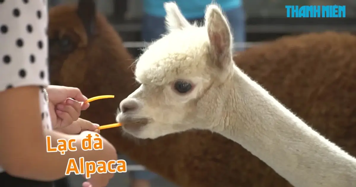 Lạc đà được vuốt ve, chăm sóc ân cần.