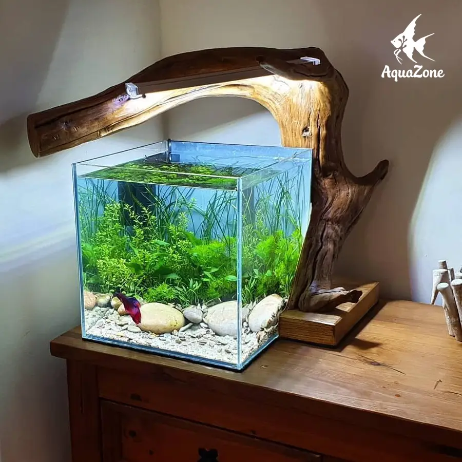 Bể cá phong thủy đẹp, cây, đá, ánh sáng dịu.