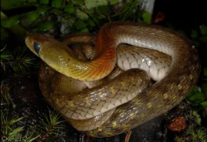 Rắn trong cỏ: Vấn đề tiềm ẩn