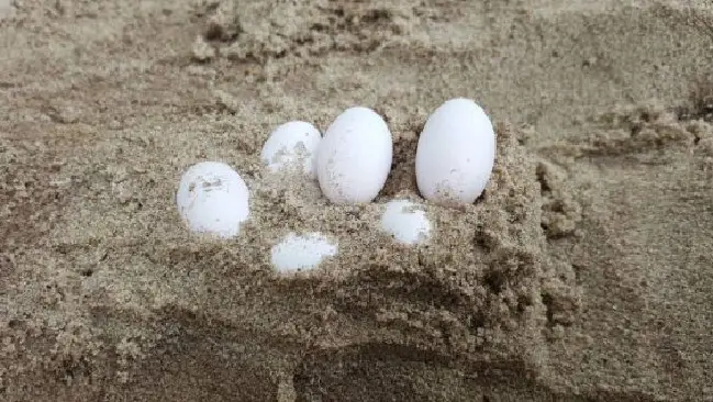 Tổ Trứng Rắn Bí Ẩn Trong Tự Nhiên