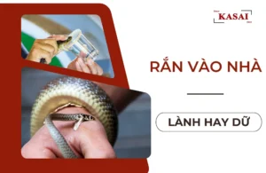 Rắn hiền vào nhà: May mắn, tài lộc.
