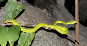 Rắn lục xanh cuộn mình tĩnh lặng