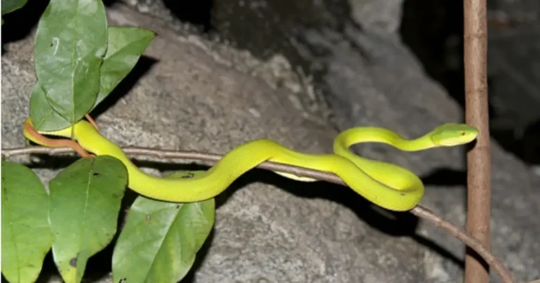 Rắn lục xanh cuộn mình tĩnh lặng