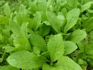 Rau cải xanh tươi: Biểu tượng sức sống.