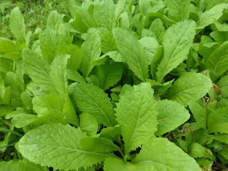 Rau cải xanh tươi: Biểu tượng sức sống.