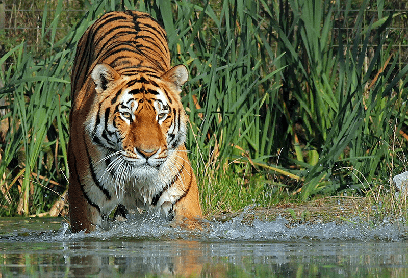 Hổ rượt đuổi người trong rừng xanh nguy hiểm.