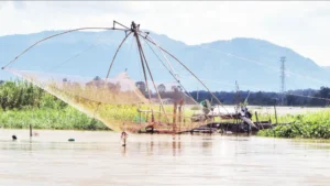 Quan sát bắt cá lóc bên sông.