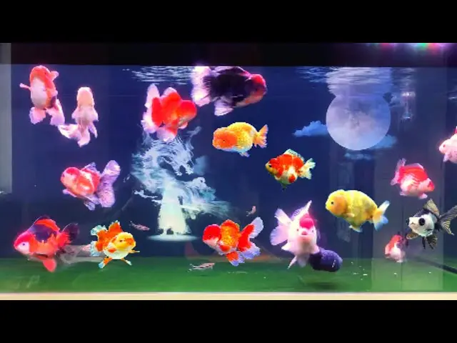 Giải Mã Sức Mạnh Của Ý Nghĩa 9 Con Cá Vàng Trong Phong Thủy 3 Hồ cá cảnh: 9 cá vàng bơi lội.
