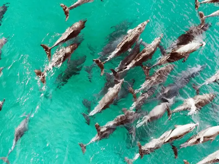 Nằm Mơ Thấy Bơi Cùng Cá Heo: Giải Mã Điềm Báo & Hóa Giải Nghiệp Duyên 5 Đàn cá heo bơi lượn vui vẻ.