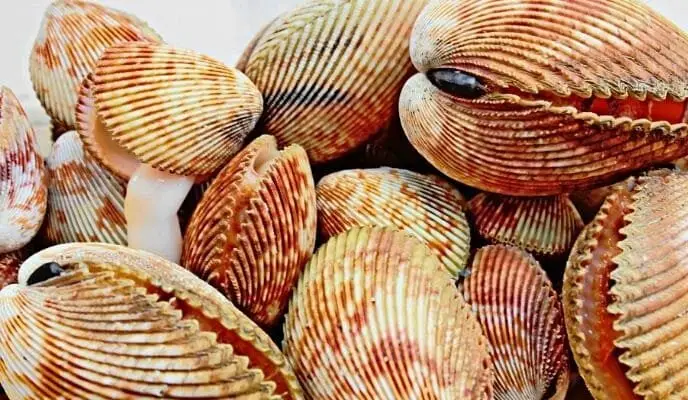 So sánh ý nghĩa các loại sò trong mơ