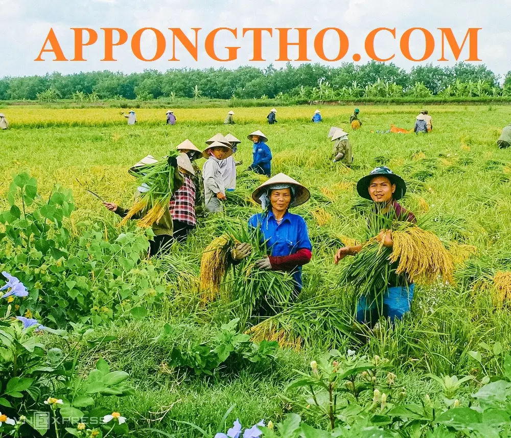 Mơ Thấy Chim Sâu: Giải Mã Điềm Báo & Hóa Giải Để An Tâm Sống Thiện 7 Lúa xanh phồn thịnh: Chim sâu bảo vệ mùa màng.