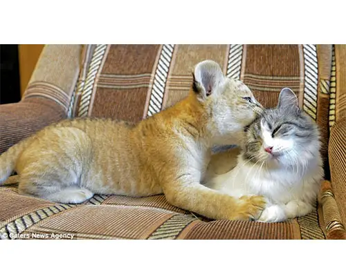 Giải Mã Giấc Mơ Thấy Mèo Đẻ: Điềm Báo và Cách An Tâm Sống Thiện 4 Mèo mẹ âu yếm mèo con: Tình mẫu tử.