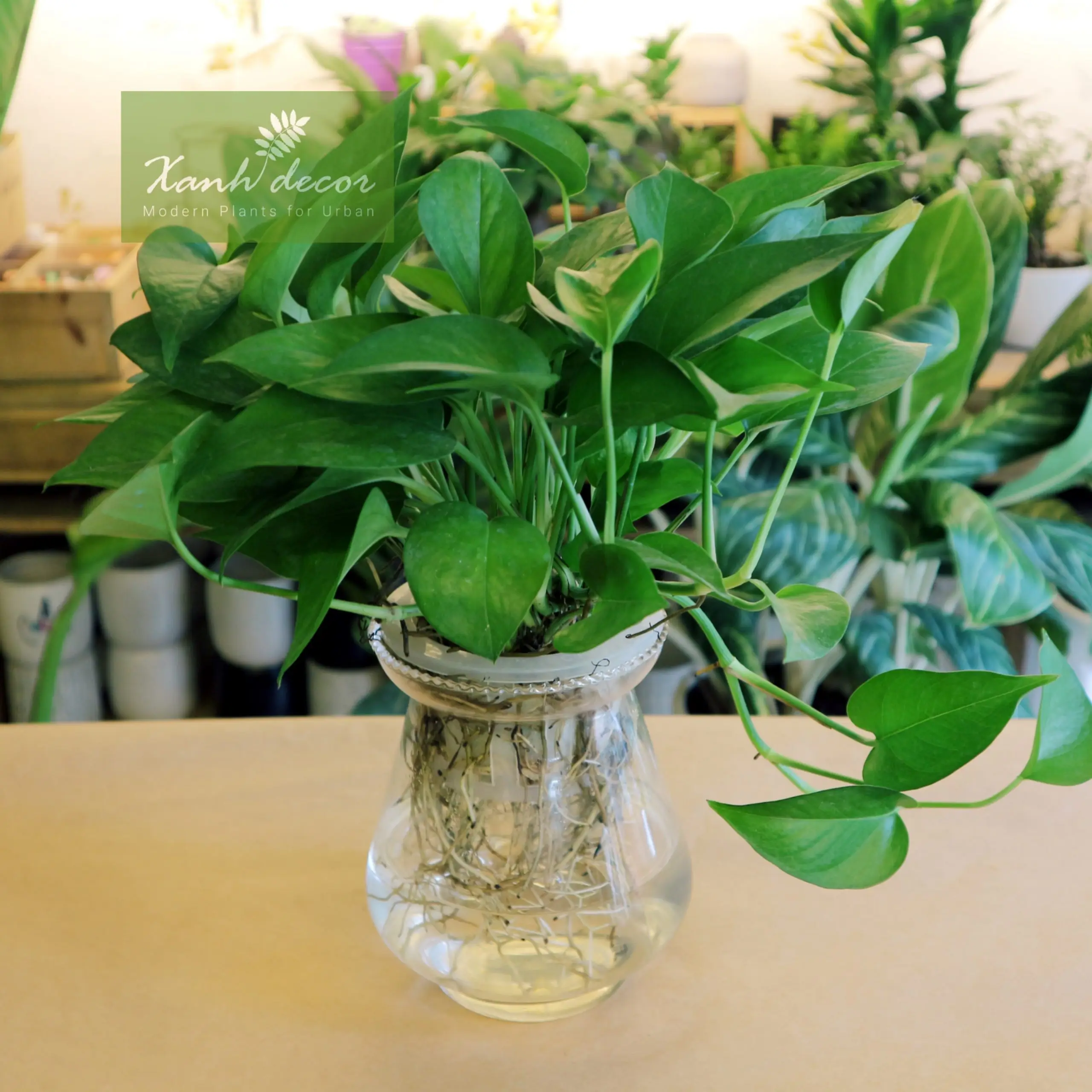 Lá Vạn Niên Thanh xanh mướt trên bàn gỗ.