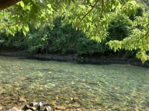 Dòng suối trong vắt, rừng xanh mát