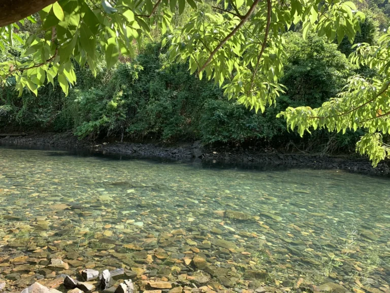 Dòng suối trong vắt, rừng xanh mát