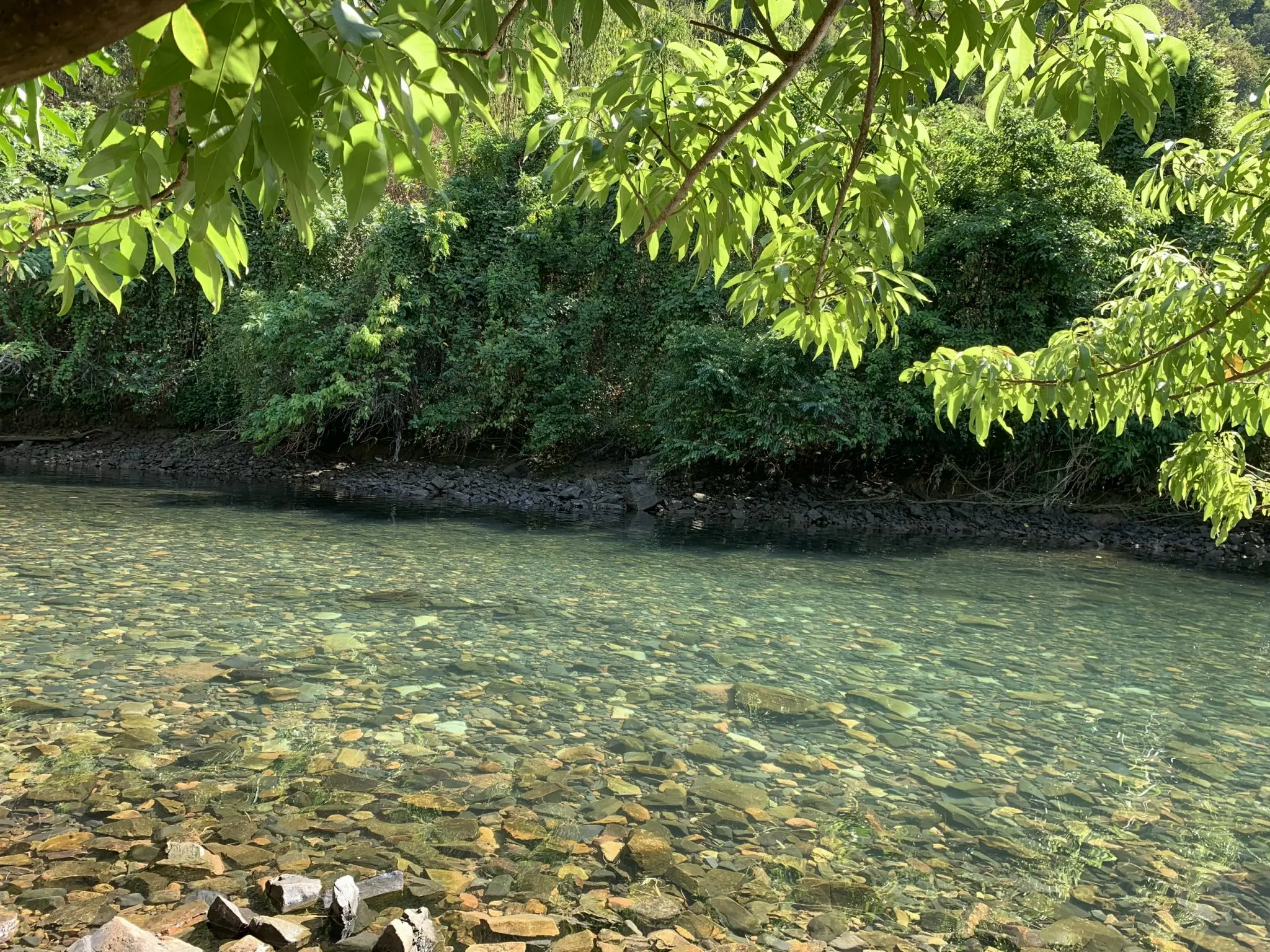 Dòng suối trong vắt, rừng xanh mát