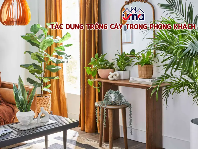 Ý nghĩa phong thủy phòng khách: Kiến tạo nền tảng vững chắc cho sự nghiệp 6 Trang trí phòng khách: Cây xanh và Phong thủy.