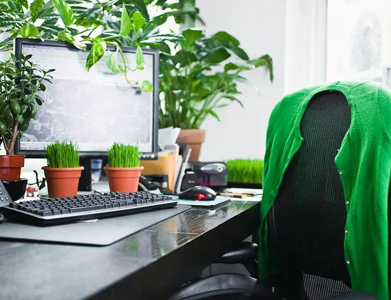 Cây xanh tươi tốt trên bàn làm việc thịnh vượng.