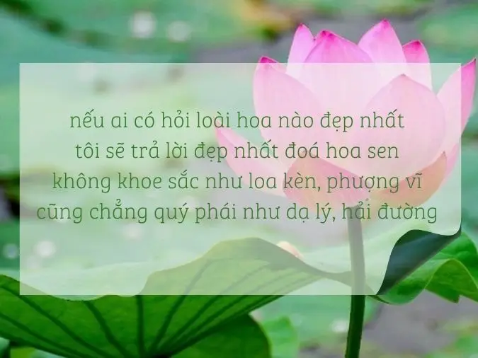 Mơ Thấy Hoa Sen: Giải Mã Điềm Báo & Hướng Sống An Lạc 5 Hoa sen tàn: Vẻ đẹp không phai mờ.