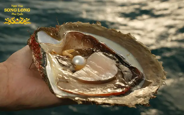 Giải Mã Giấc Mơ Nằm Thấy Ngao: Điềm Báo Từ Vô Thức Của Bạn 5 Ngọc trai tự nhiên lấp lánh trong vỏ ngao