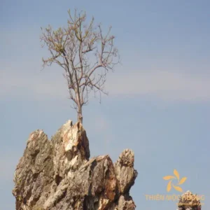 Cây Lựu Trên Đá: Sức Sống Bền Bỉ Thạch Lựu Mộc