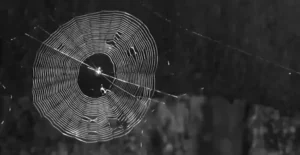 Nhện đen giăng tơ bí ẩn trên nền tối.