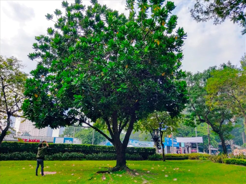 Cây cổ thụ kiên cường chống bão tố.