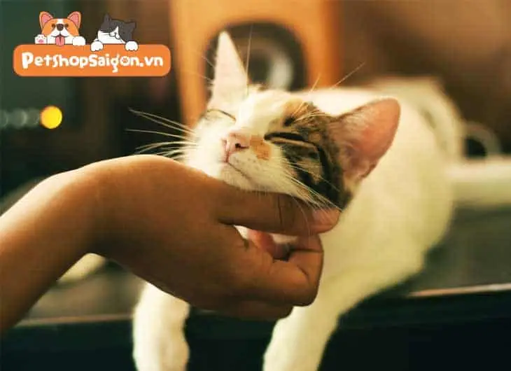 Người vuốt ve mèo trắng bình yên.