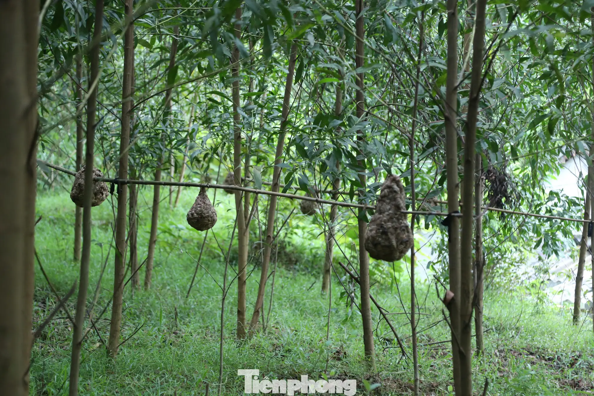 Tổ ong vò vẽ trong rừng xanh