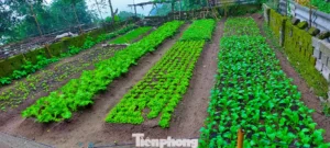 Vườn rau muống xanh mướt, tươi tốt