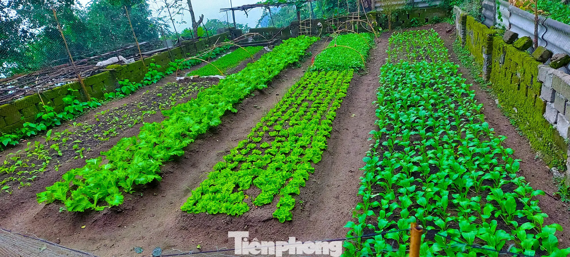 Vườn rau muống xanh mướt, tươi tốt