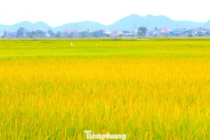 Nắng mai trên cánh đồng lúa chín vàng