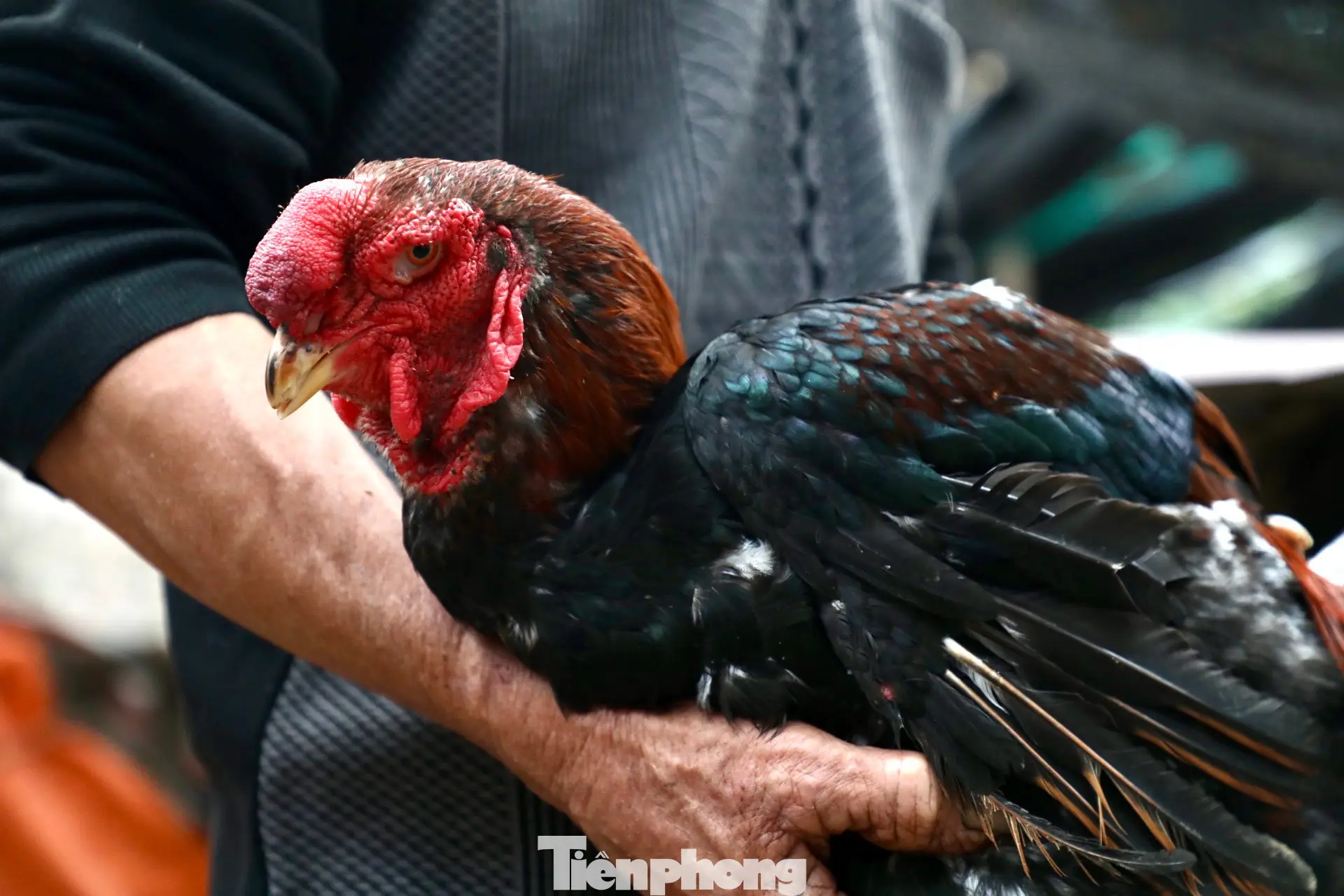 Gà trống đẹp trong bàn tay.