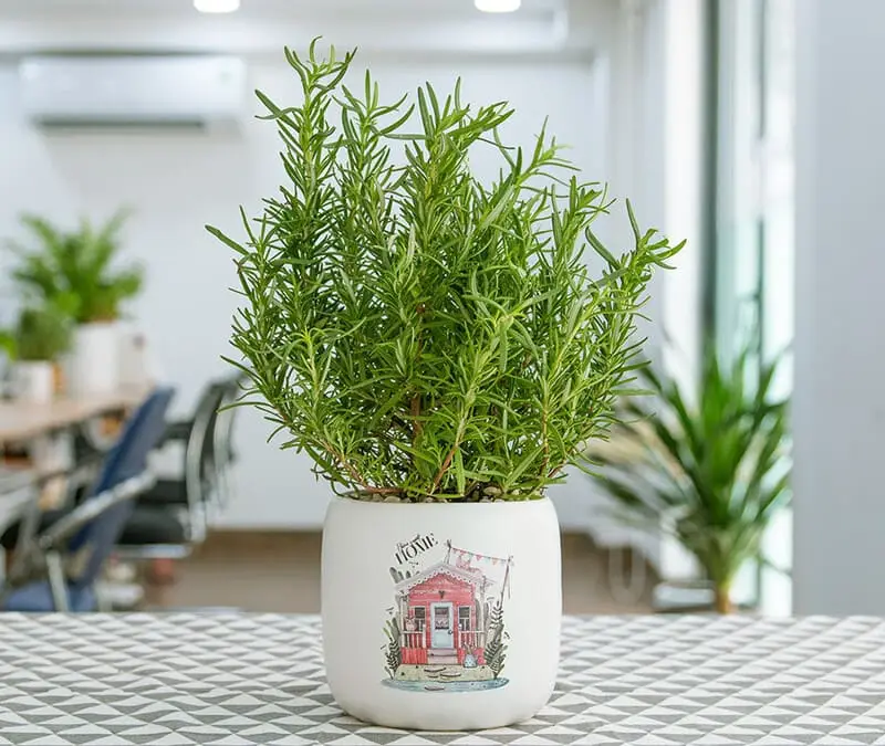 Kiêng Kỵ Bếp Có Gương: Giải Pháp Phong Thủy Chính Phái Cho Gia Đình Bạn 5 Cây xanh và gốm sứ trang trí bếp.