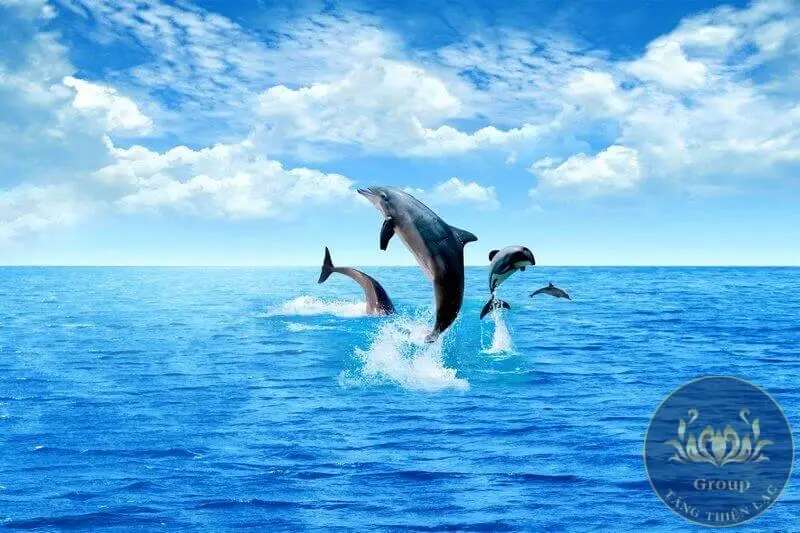 Giải Mã Giấc Mơ Thấy Cá Heo: Điềm Báo Nào Đang Chờ Đợi Bạn? 4 Cá heo vui đùa trên biển