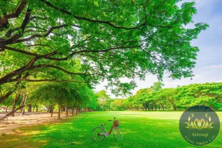 Cây cổ thụ vững chãi mệnh Mộc xanh tốt