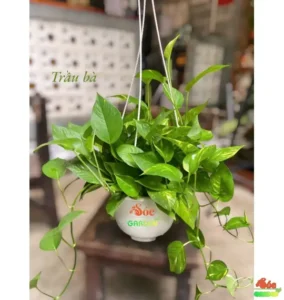 Trầu bà treo tường xanh: Vẻ đẹp tươi mới không gian