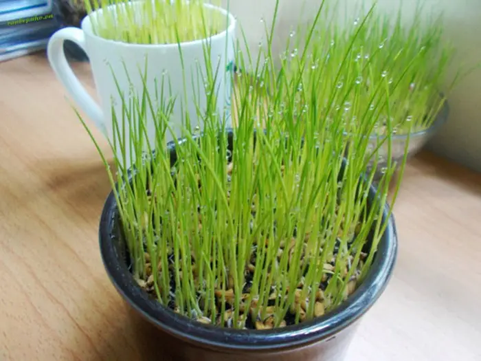 Giải Mã Giấc Mơ Thấy Lúa: Điềm Báo May Mắn Hay Cảnh Tỉnh? 7 Cây lúa non nảy mầm xanh mướt