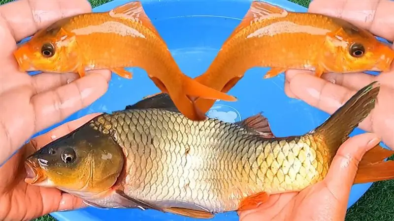 Mơ thấy bắt cá chép