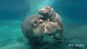 Hà mã: Hai thế giới dưới nước và trên cạn.