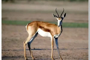 Linh dương tự nhiên: Thanh thoát, linh thiêng.