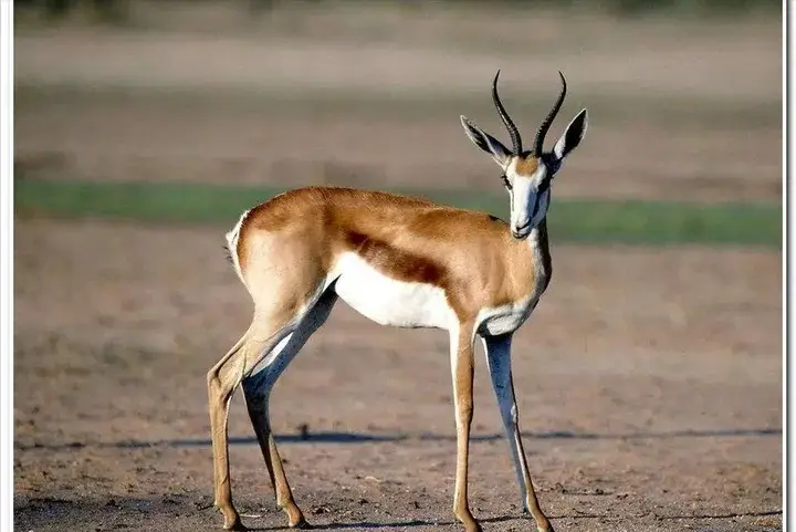 Mơ Thấy Linh Dương: Lời Giải Đáp Tâm Linh Cho Điềm Báo Của Bạn 4 Linh dương tự nhiên: Thanh thoát, linh thiêng.