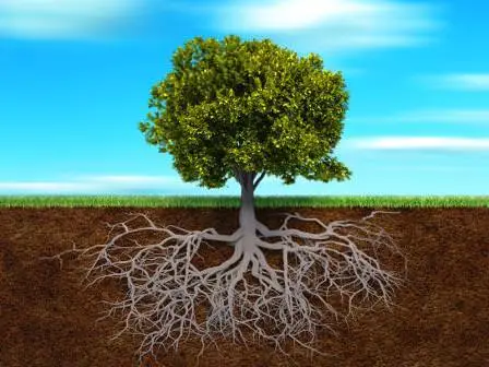 Cây cổ thụ rễ sâu, vững chãi cân bằng.