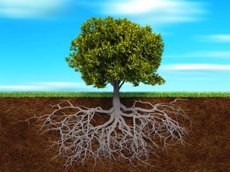 Giải Mã Giấc Mơ Nằm Mơ Thấy Bị Mất Xe Máy: Điềm Báo Gì? 5 Cây cổ thụ rễ sâu: Vững chãi và cân bằng.