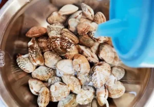 Ngao mở vỏ: Hé lộ ánh sáng huyền bí.