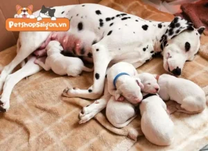 Chó mẹ chăm sóc đàn con non.