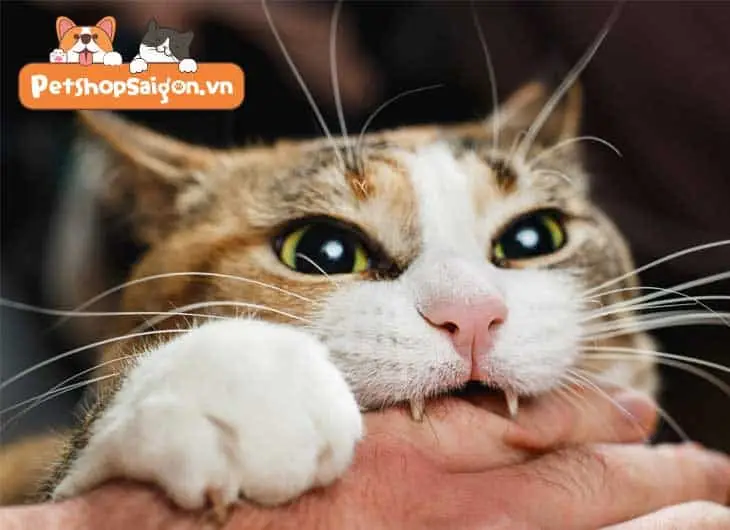 Giải Mã Giấc Mơ Thấy Mèo: Điềm Báo Và Cách An Tâm Sống Thiện 6 Mèo Cắn Cào: Vẻ Cảnh Giác Đáng Yêu Tuyệt Đỉnh